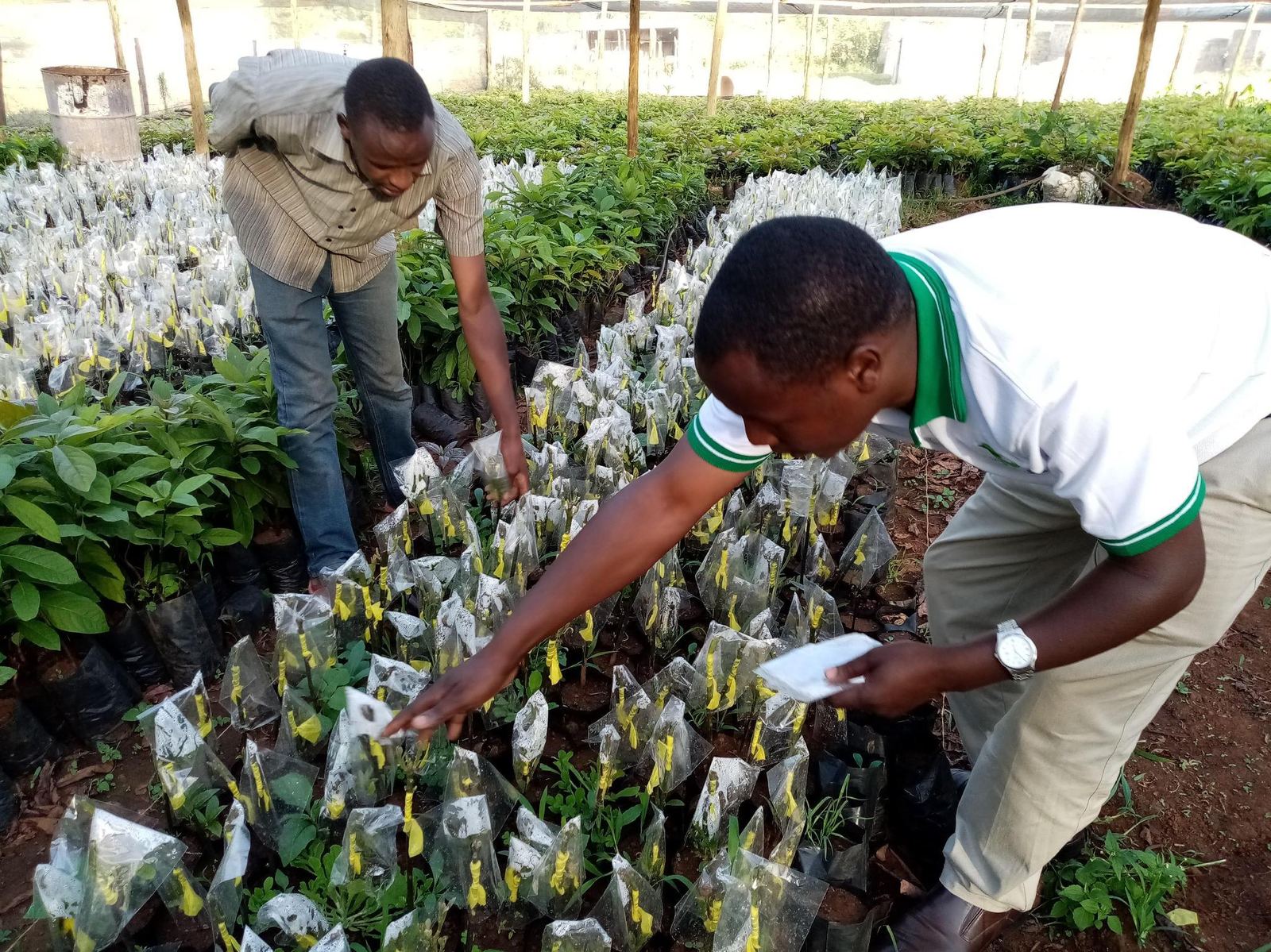 Nursery workers preparing certified grafted avocado seedlings